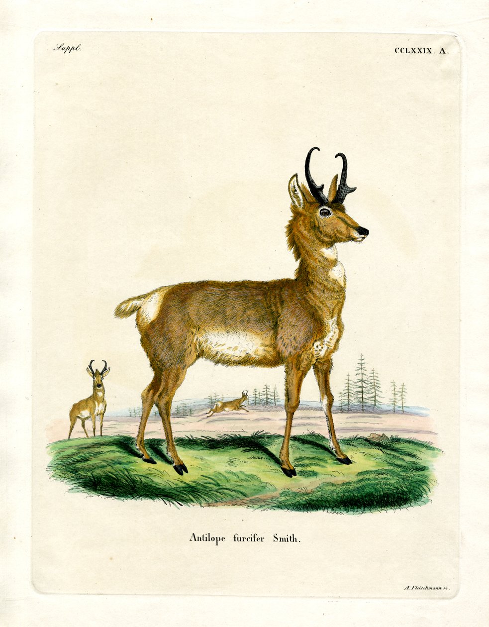 Pronghorn Antelope (gravura a cores) de German School