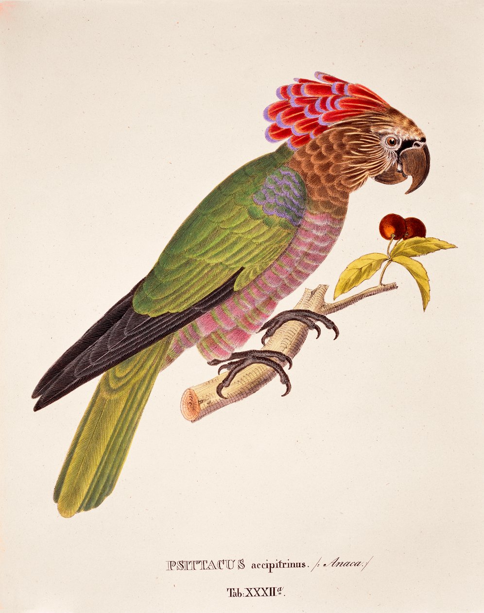Psittacus Accipitrinus, tabela XXXII de 