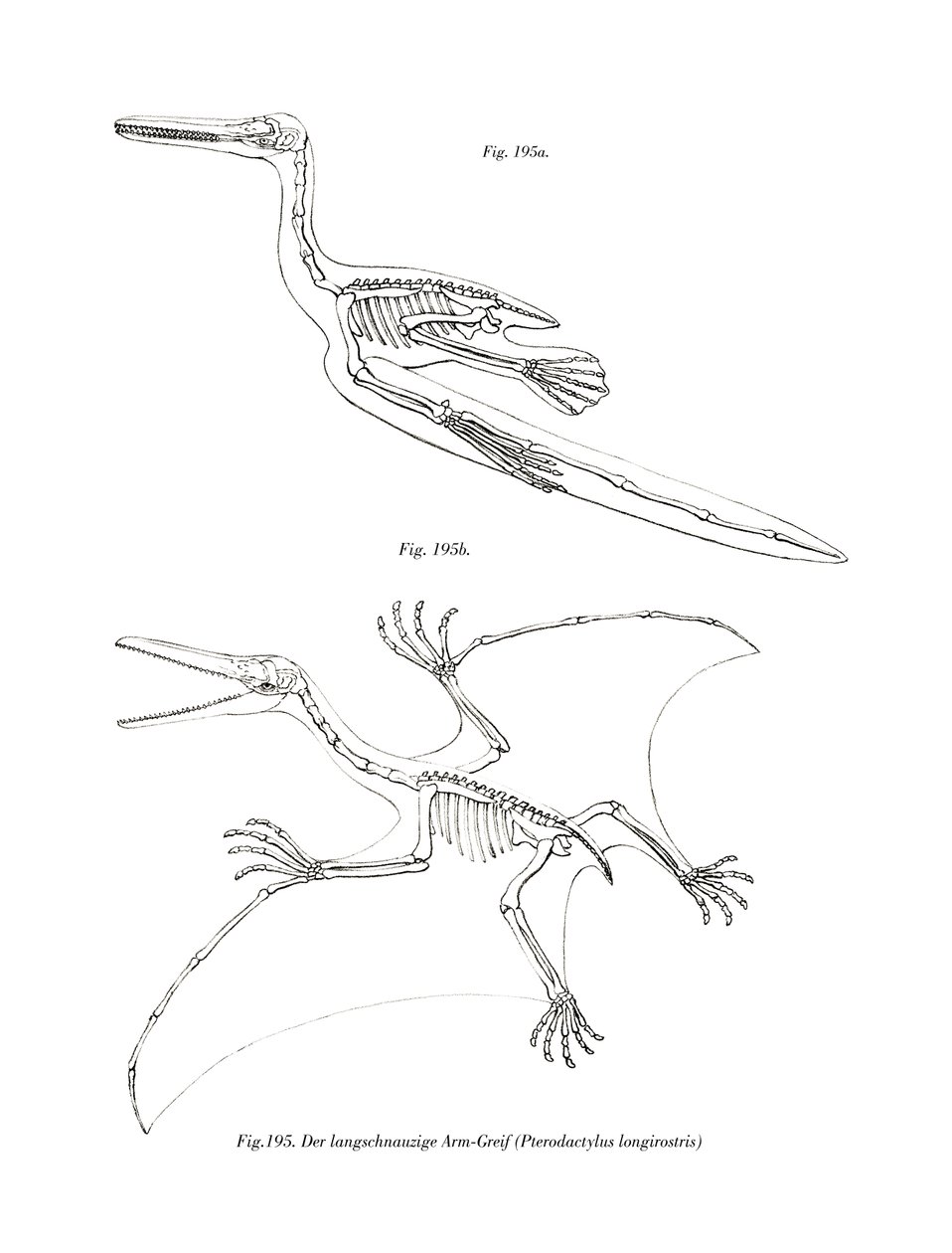 Pterodáctilo (cor litho) de German School