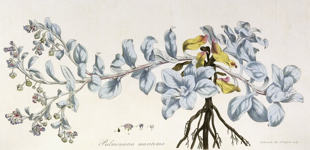 Pulmonaria Maritima, 1785-1788 de German School