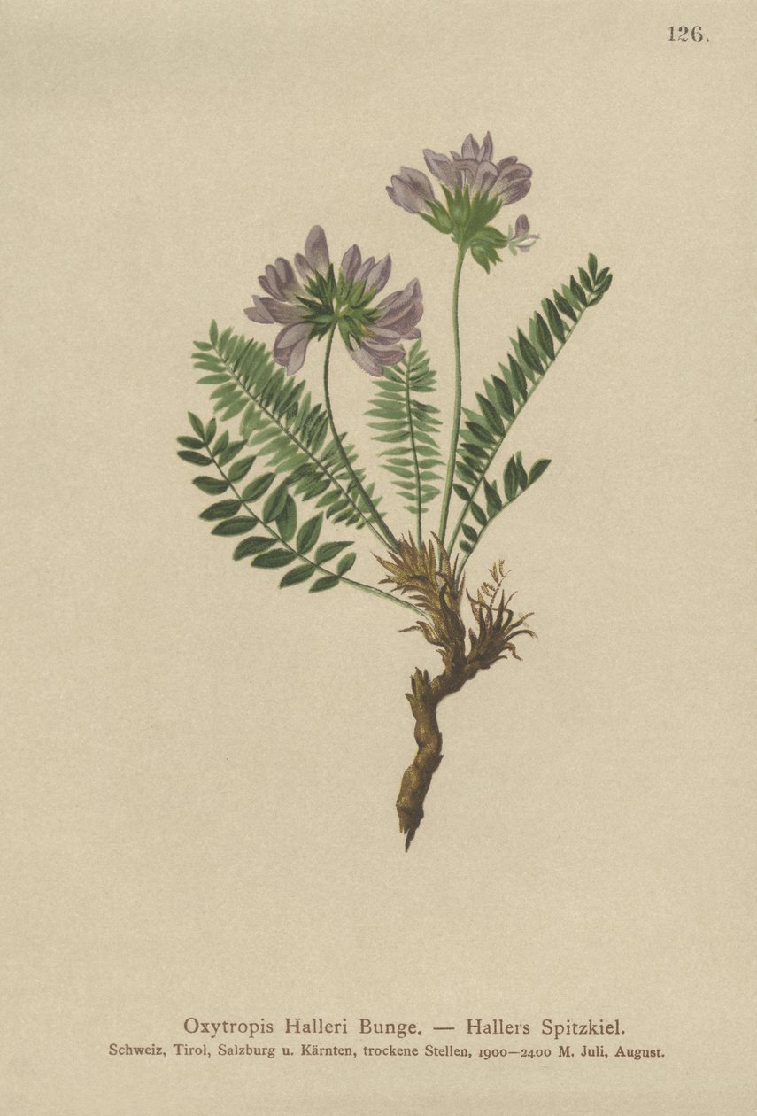 Oxytropis Roxo (Casos de Oxytropis) de German School