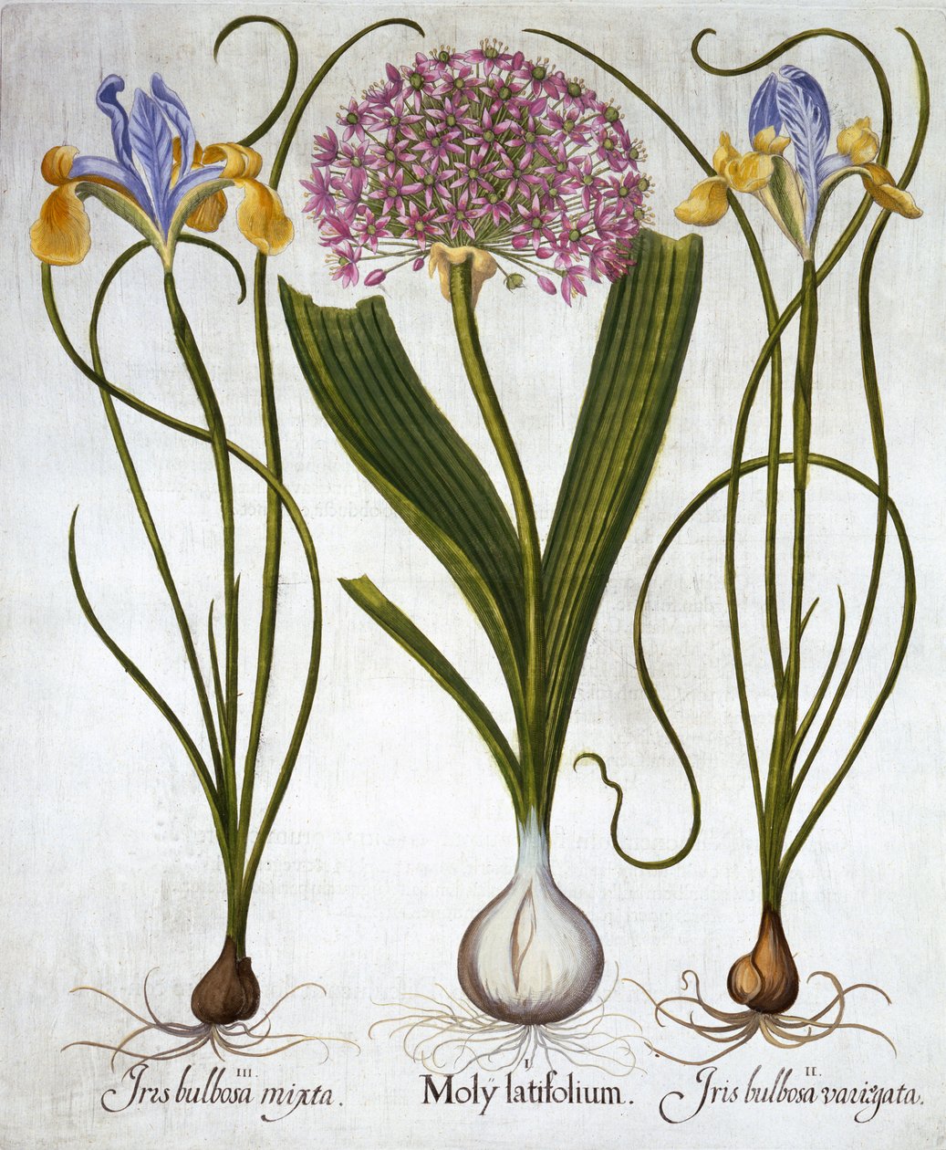 Purple Sensation, e Spanish Irises, de Hortus Eystettensis, de Basil Besler (1561-1629), pub. 1613 (gravura colorida à mão) de German School
