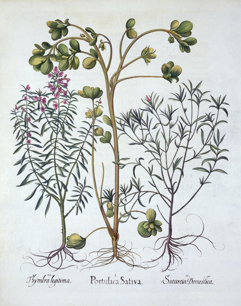 Purslane, Summer Savory e Winter Savory, de Hortus Eystettensis, de Basil Besler (1561-1629), pub. 1613 (gravura colorida à mão) de German School