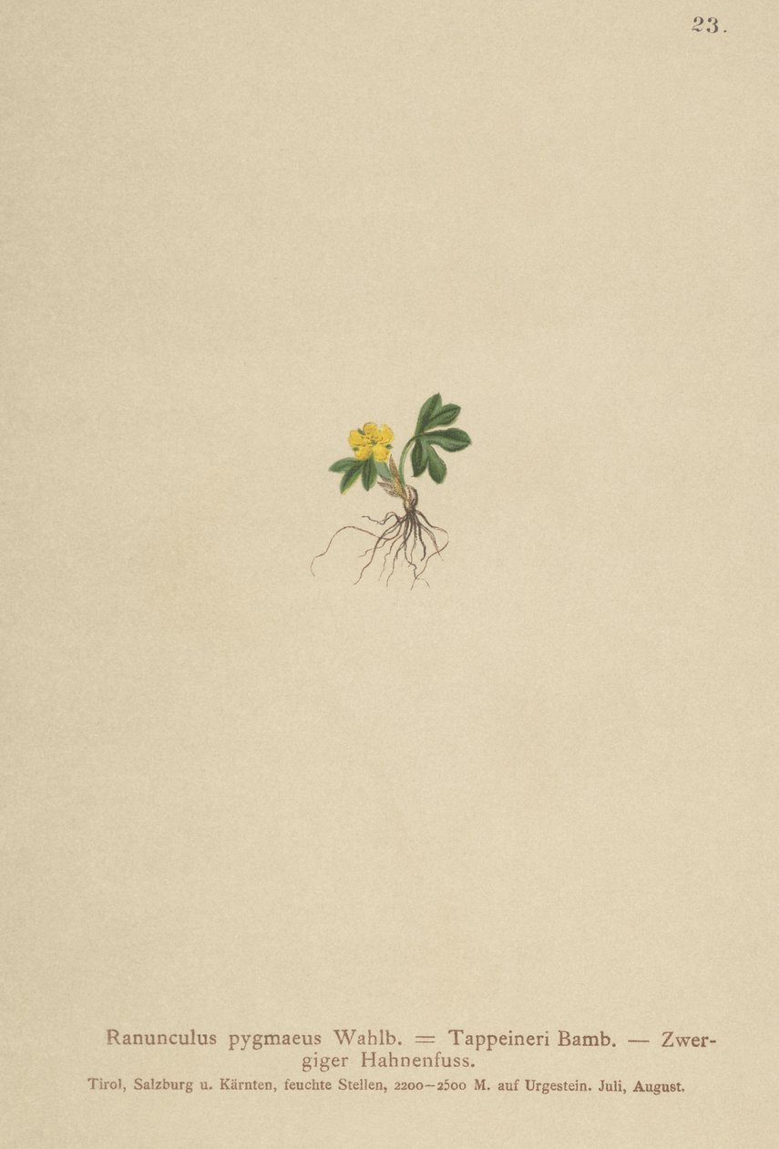 Buttercup de pigmeu (Ranunculus pygmaeus, Ranunculus tappeineri, Ranunculus baerianus, Ranunculus pygmaeus var. Langeanu) de German School