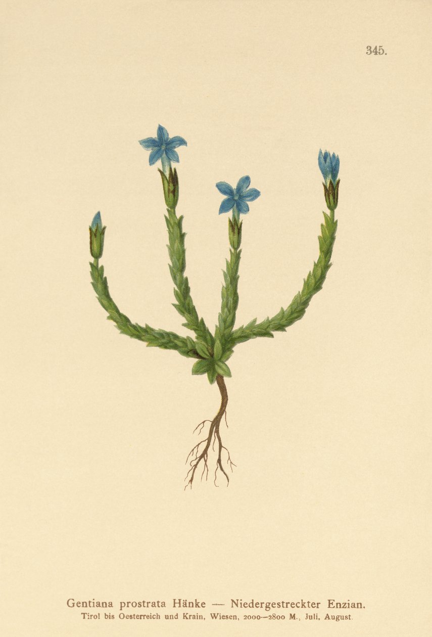 Pigmeu genciana (Gentiana prostrata) de German School