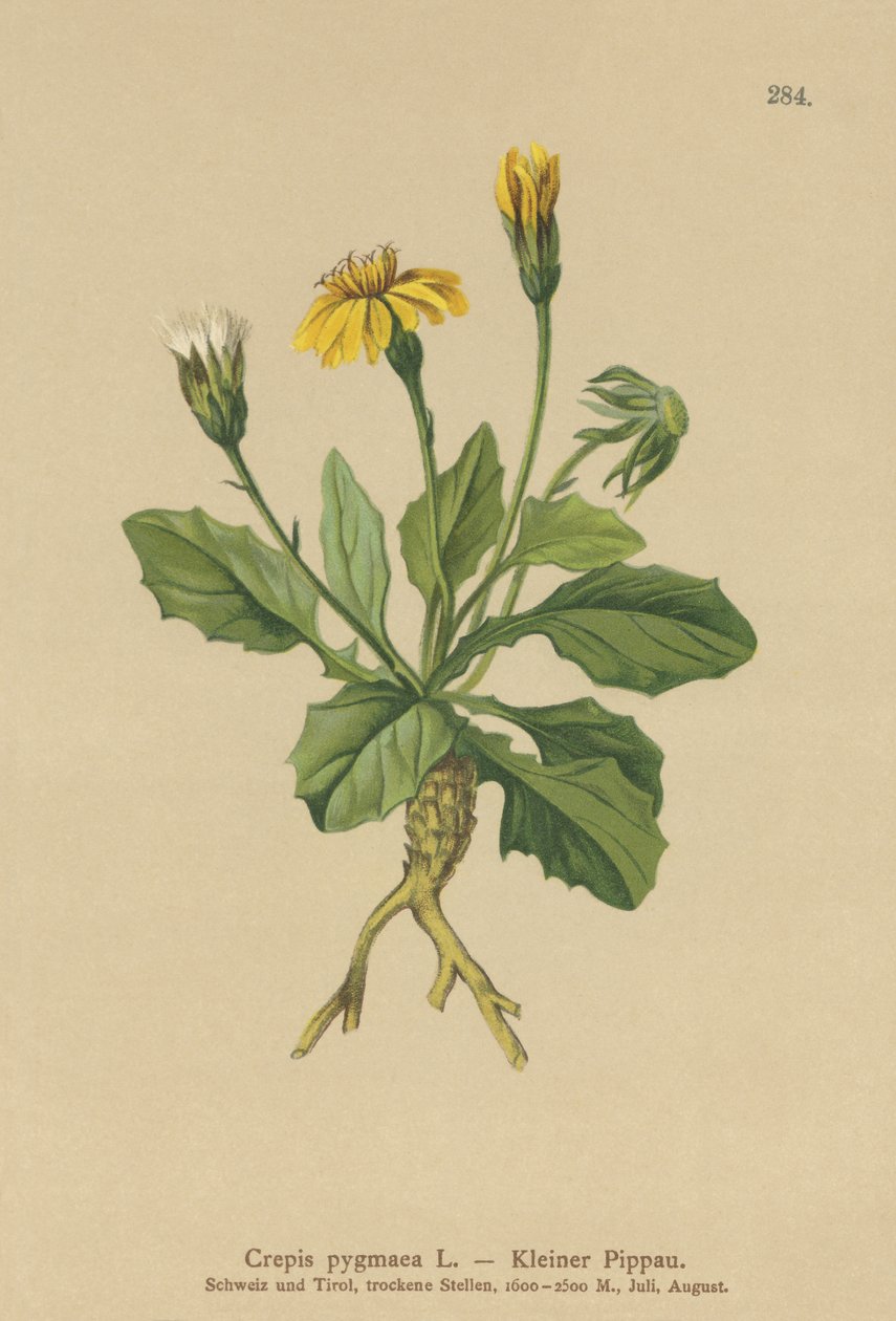 Hawks-barba-pigmeu (Crepis pygmaea, Hieracium pumilum) de German School