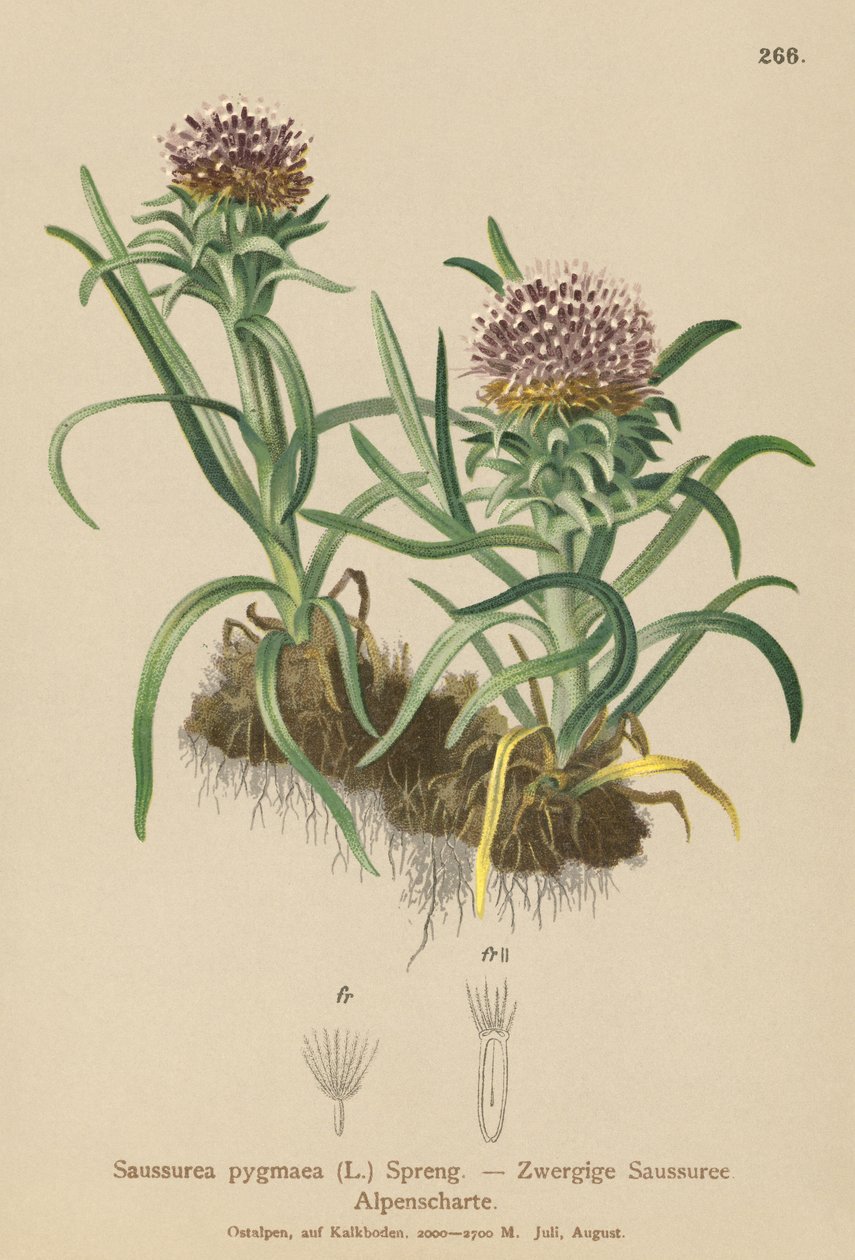 Saussurea pigmeu (Saussurea pygmaea) de German School