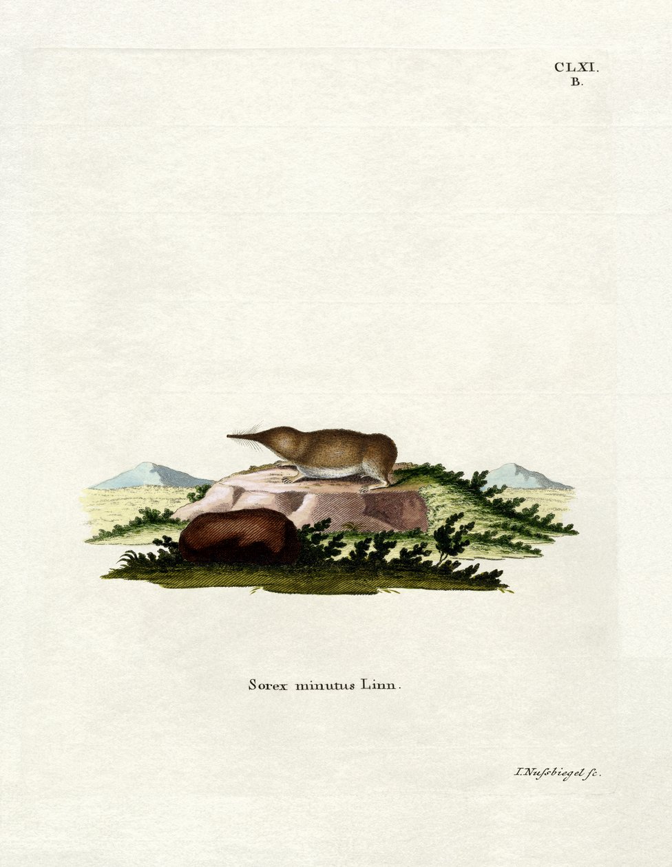 Pygmy Shrew (gravura colorida) de German School