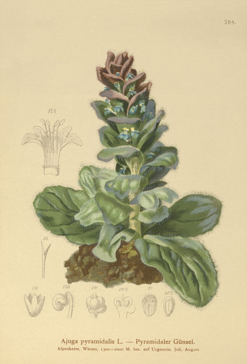 Corneta piramidal (Ajuga pyramidalis) de German School
