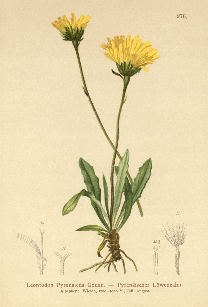Falcão dos Pirinéus (Leontodon Pyrenaicum, Leontodon Pyrenaicus,) de German School
