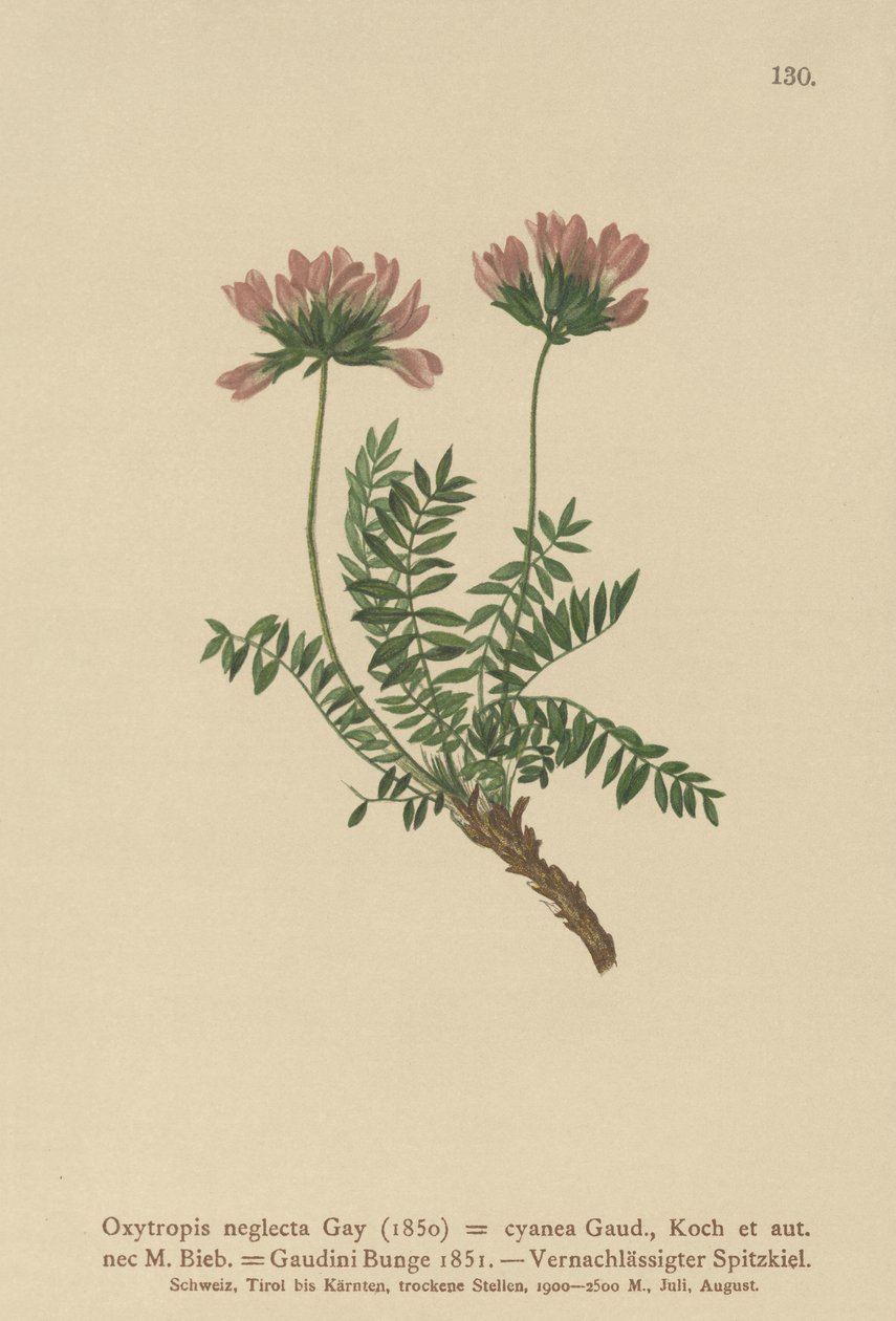 Leitão pirenaico (Oxytropis neglecta, Oxytropis cyanea, Oxytropis Gaudini, Oxytropis albana, Oxytropis caucasica, Oxytropis pyrenaica, astrágalo pirenaicus) de German School