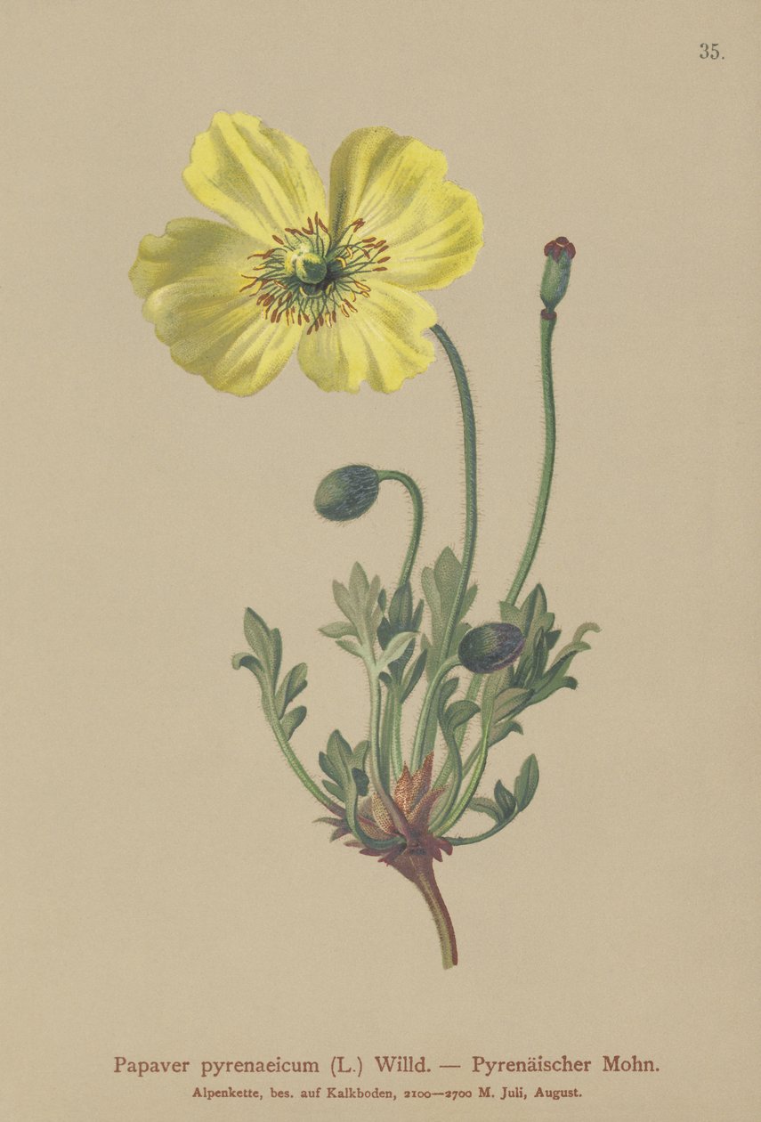 Papoula dos Pirinéus (Papaver pyrenaeicum, Papaver alpinum sub.) de German School