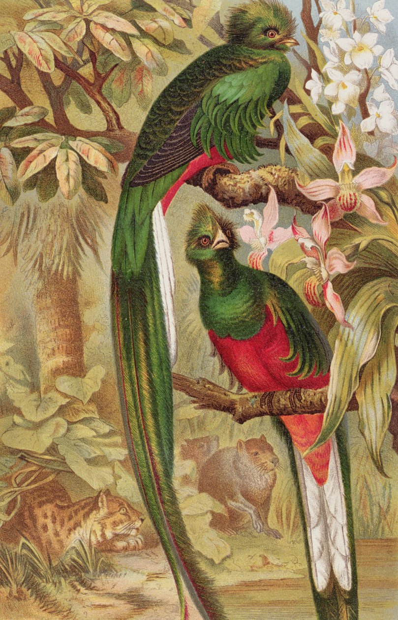 Quetzal, registro de Brehms Tierleben: Allgemeine Kunde des Tierreichs, volume 5, pág. 6, publicado pelo Bibliographisches Institut, 1892 de German School