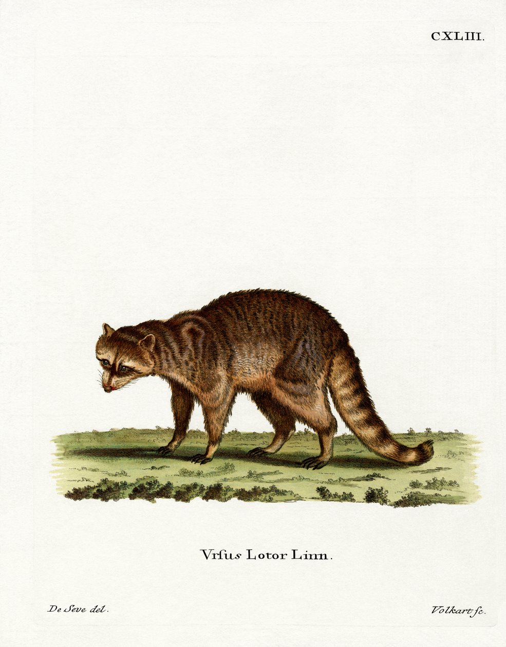 Raccoon (gravura colorida) de German School