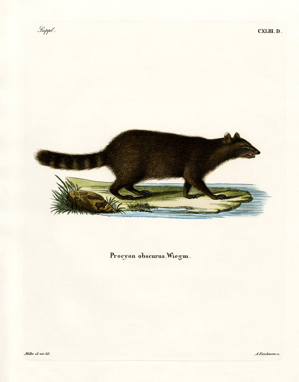 Raccoon (gravura colorida) de German School