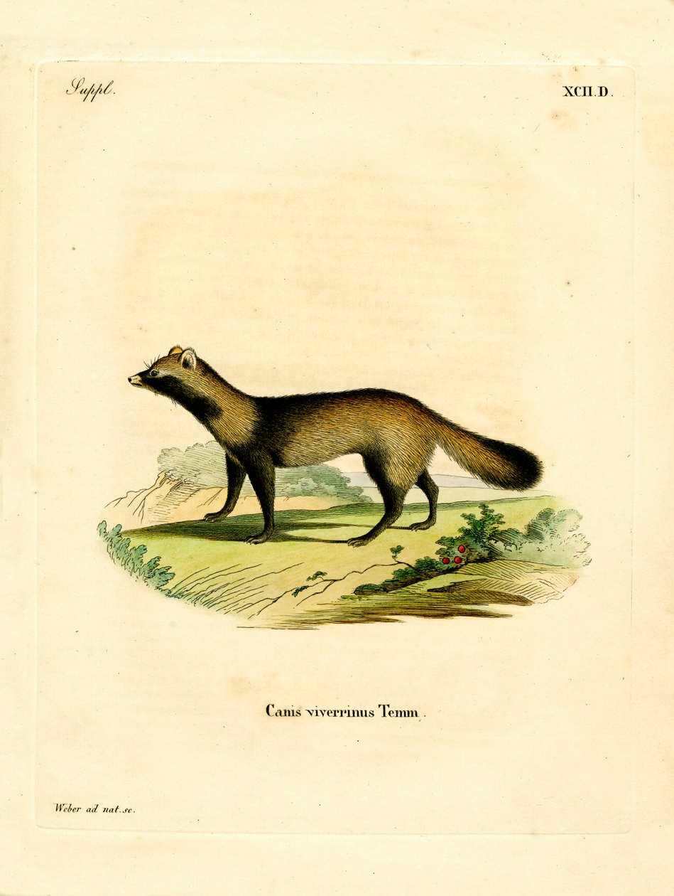 Raccoon Dog (gravura colorida) de German School