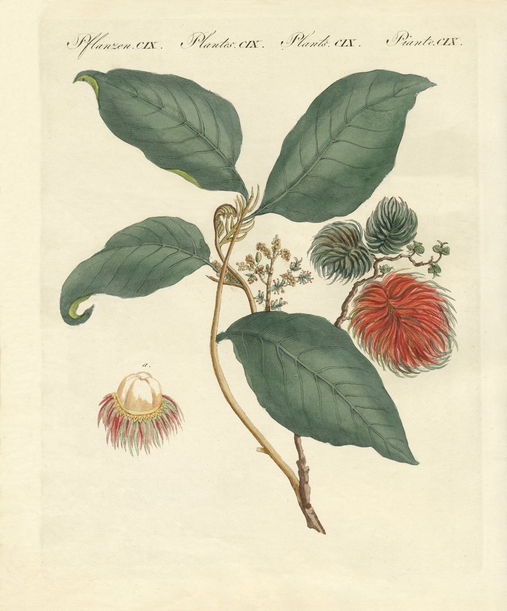Rambutaneira (gravura colorida) de German School