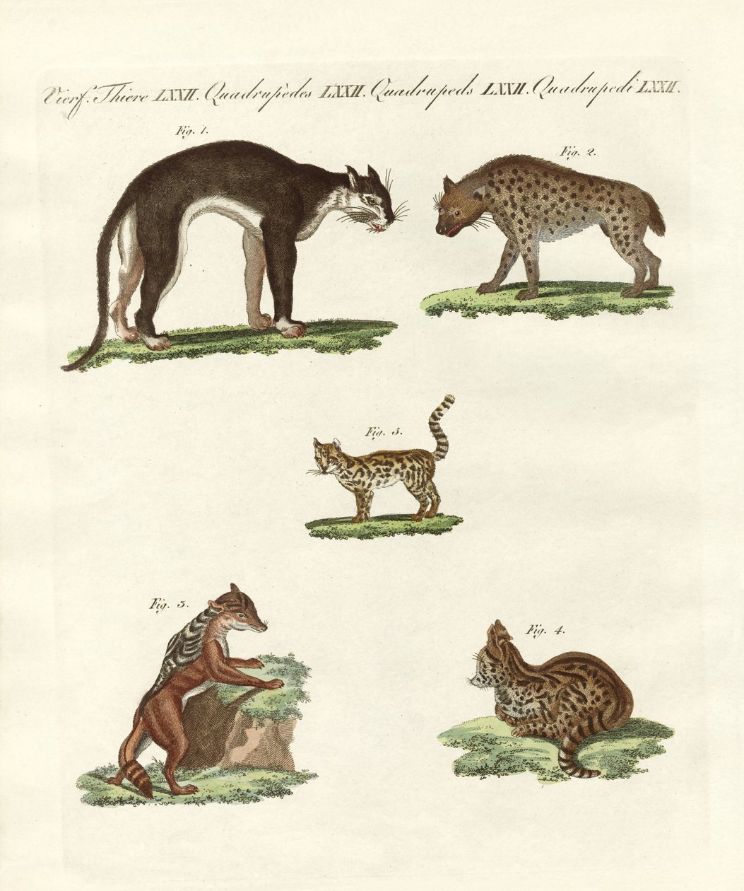 Animais rapaces de German School