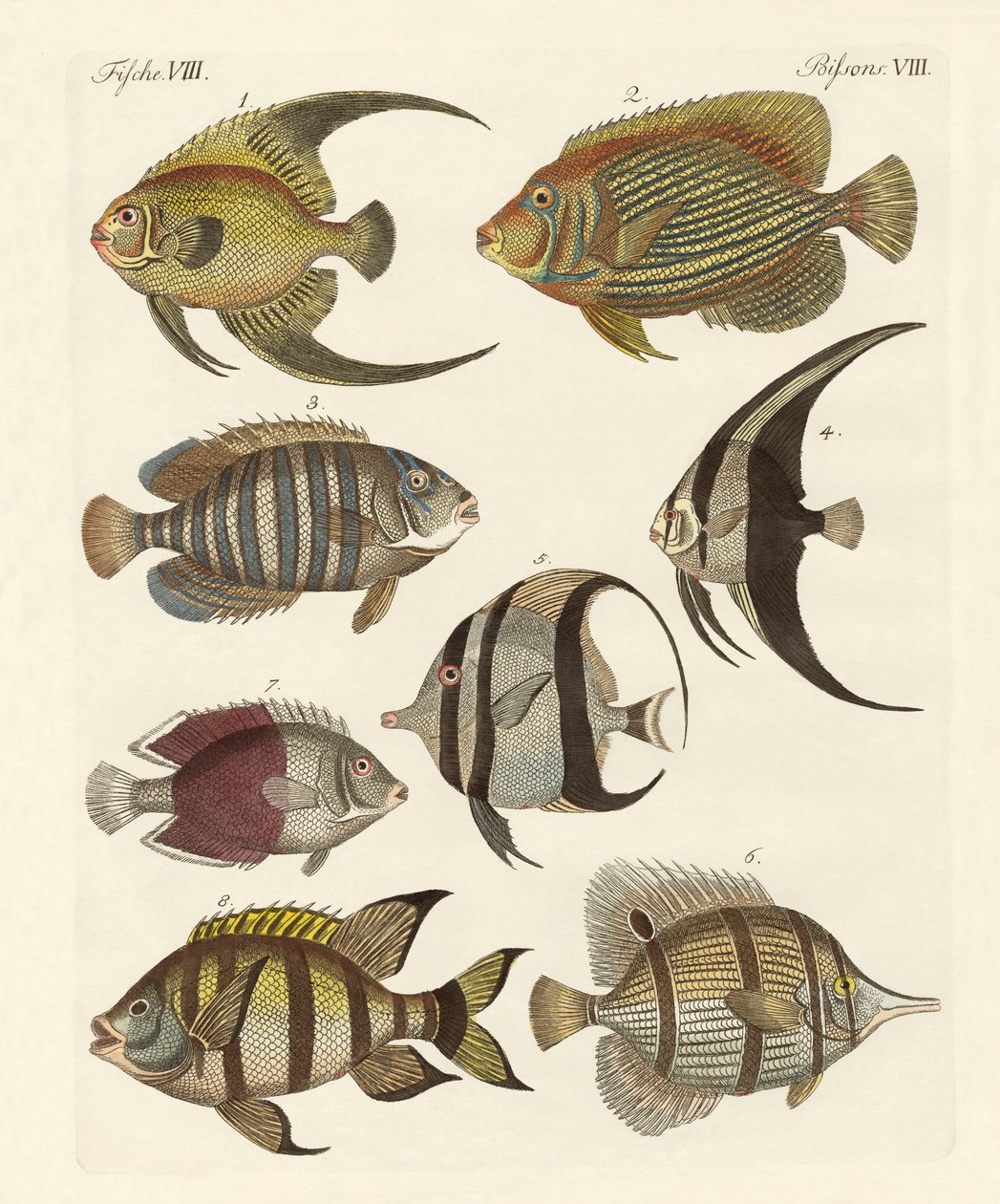 Peixe indiano raro de German School