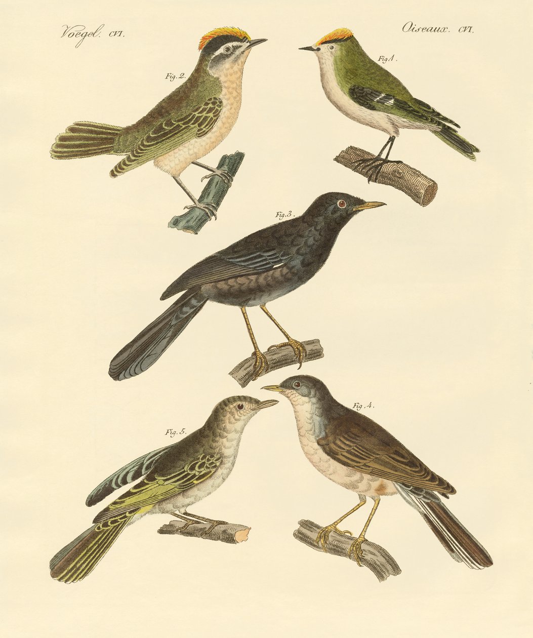 Raras e belas aves europeias e alemãs (gravura colorida) de German School