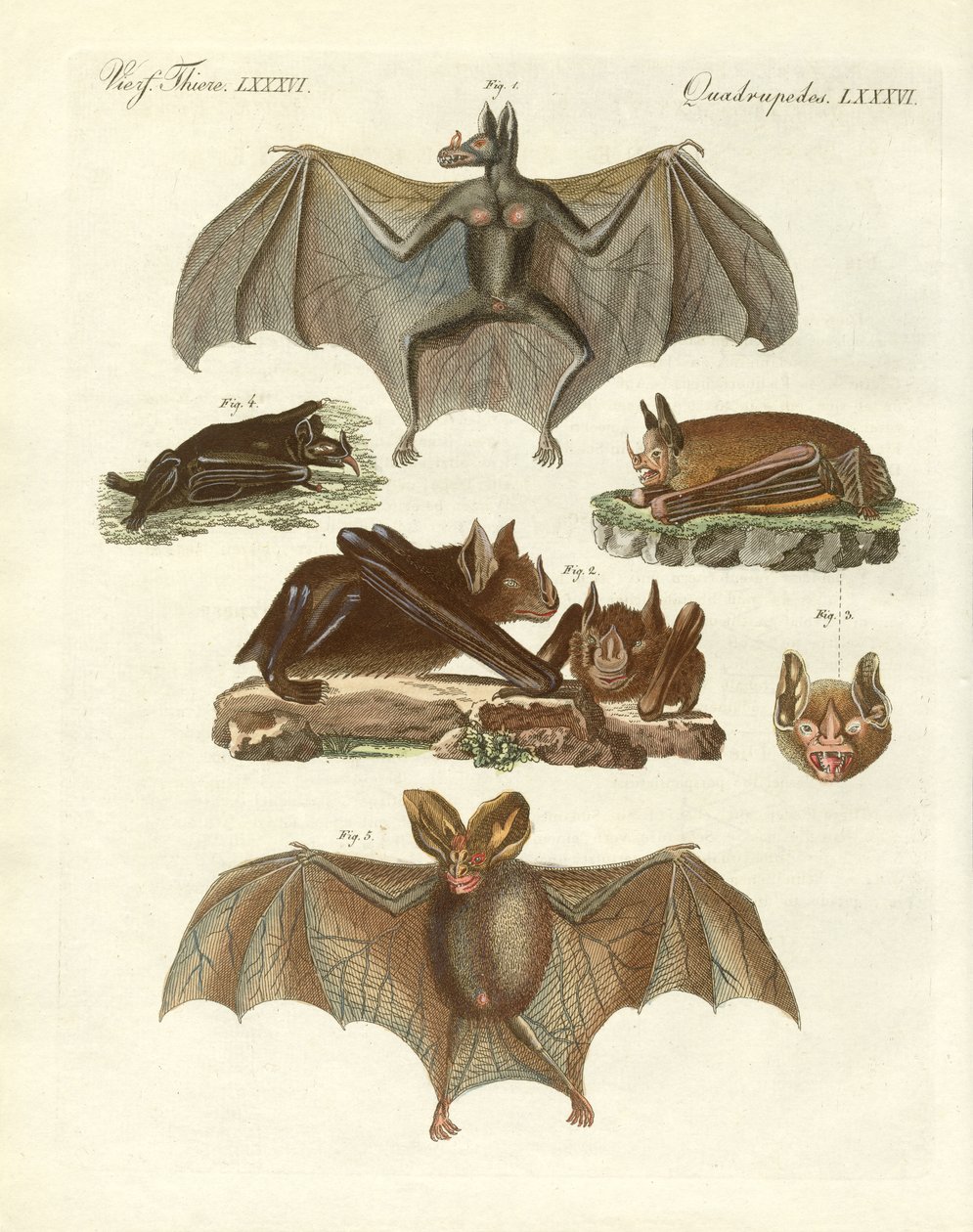 Morcegos raros (gravura colorida) de German School