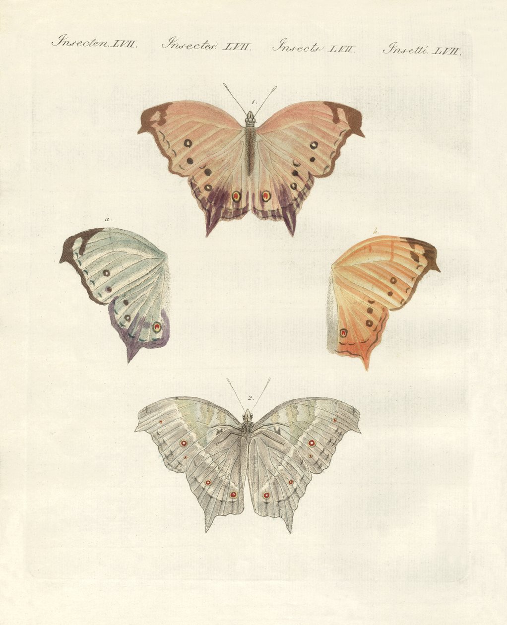 Borboletas raras (gravura colorida) de German School