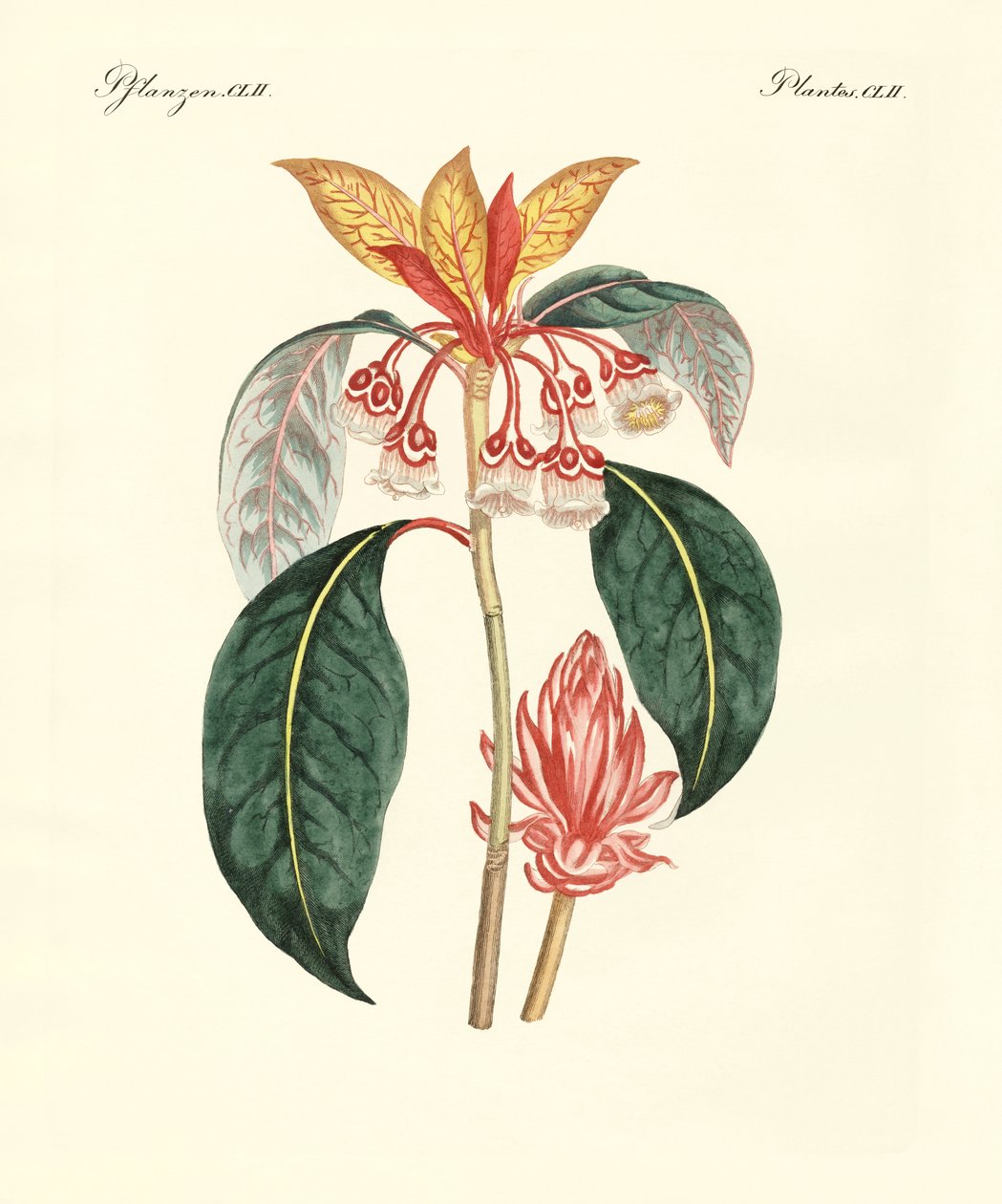 Plantas chinesas raras (gravura colorida) de German School