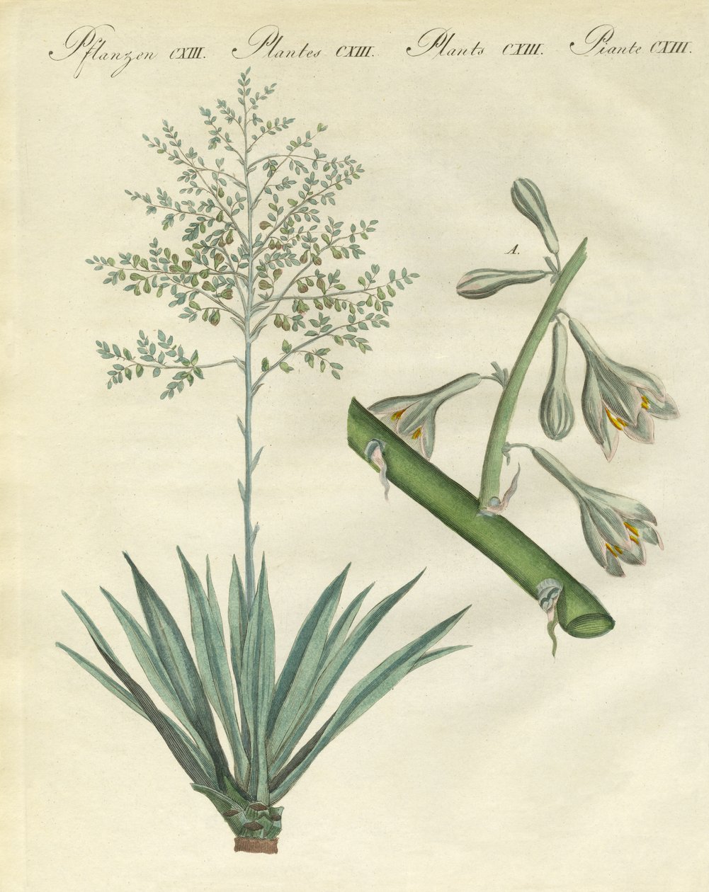 Plantas raras estrangeiras (gravura colorida) de German School