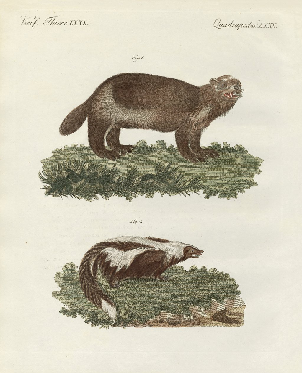 Animais raros de quatro pés (gravura colorida) de German School