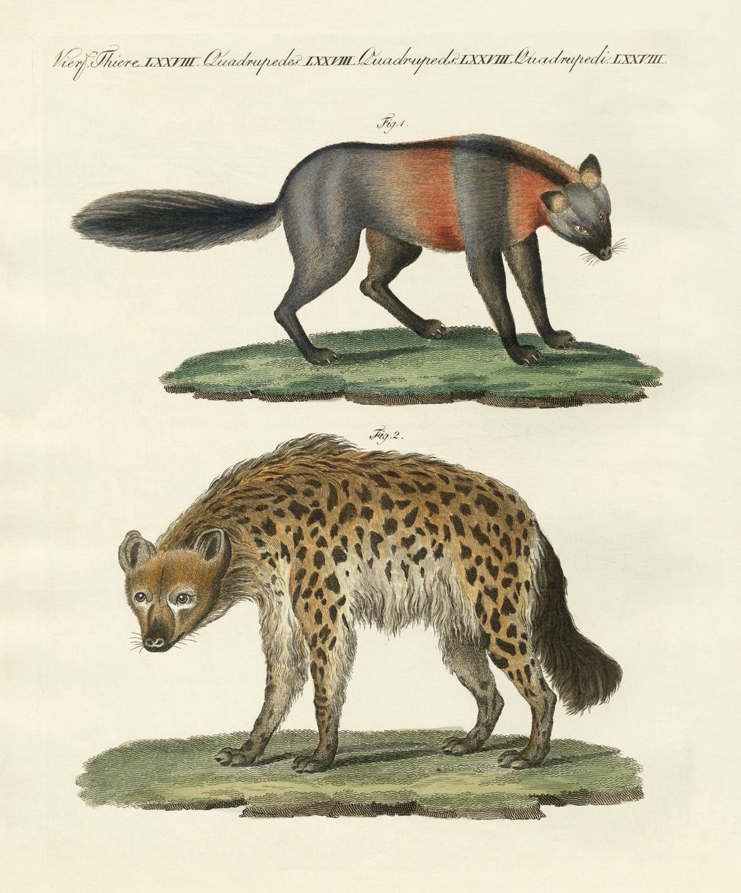 Animais raros de quatro pés (gravura colorida) de German School