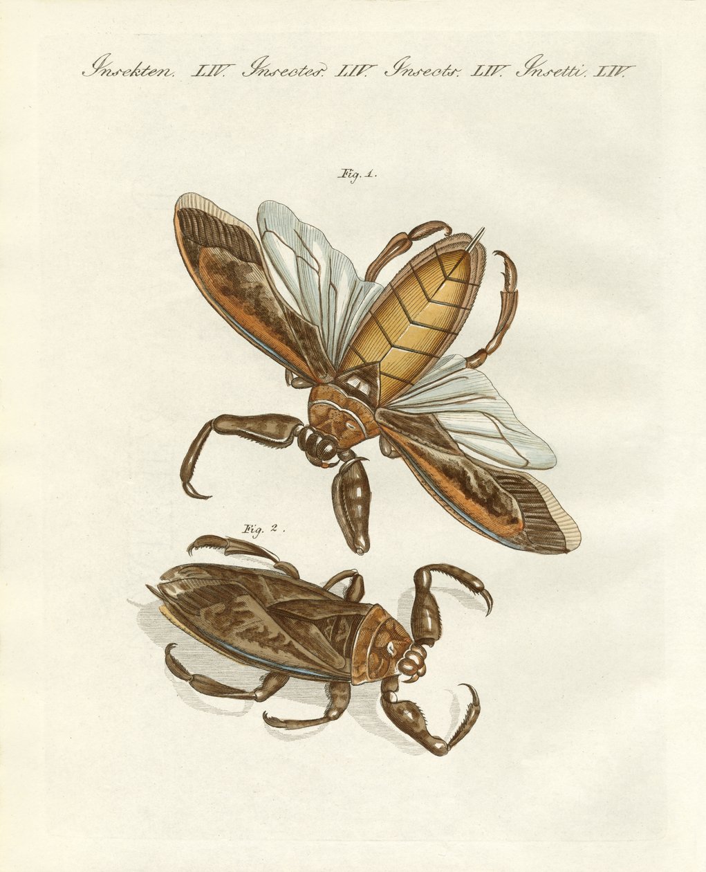 Insectos raros (gravura colorida) de German School