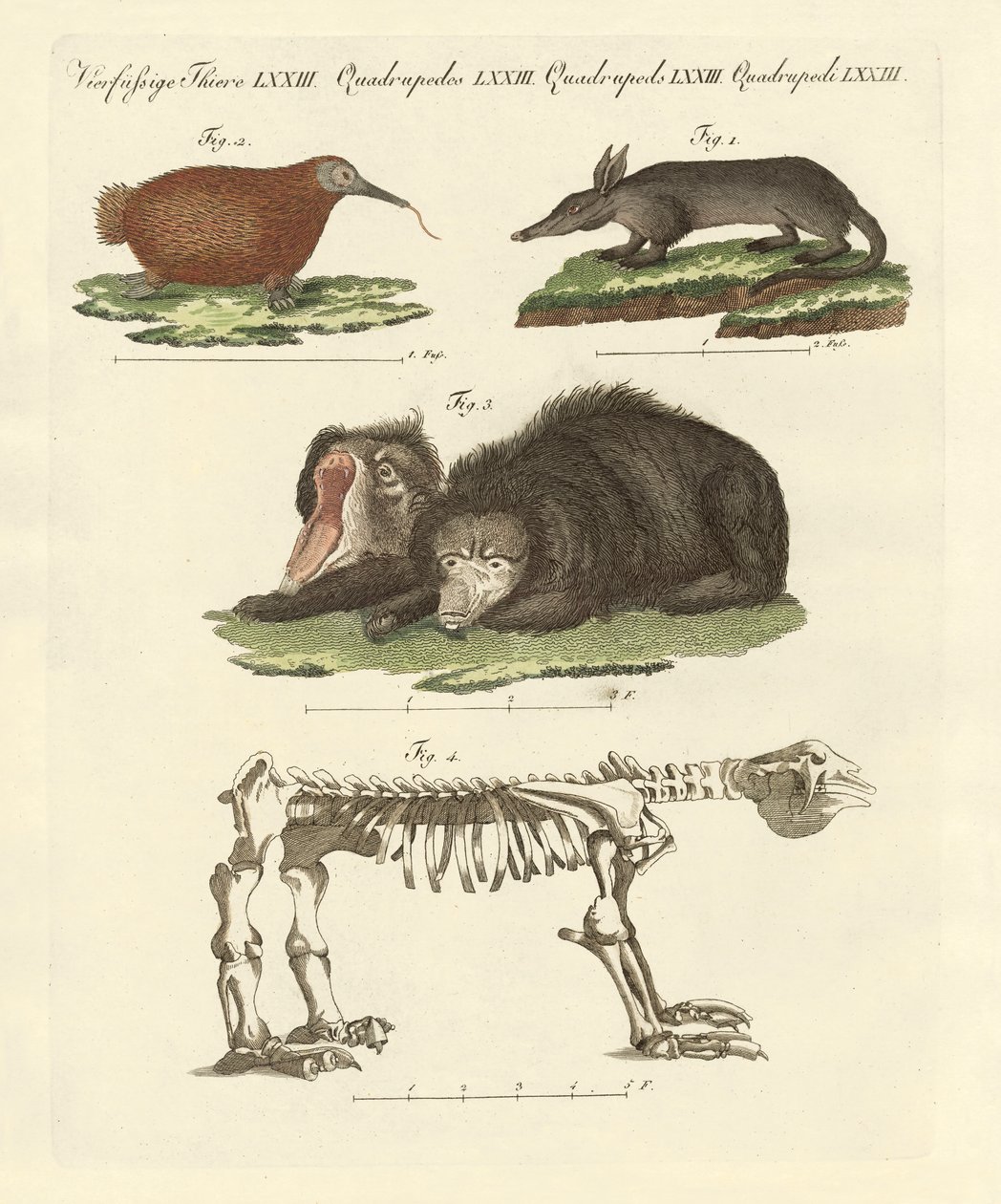 Mamíferos raros (gravura colorida) de German School