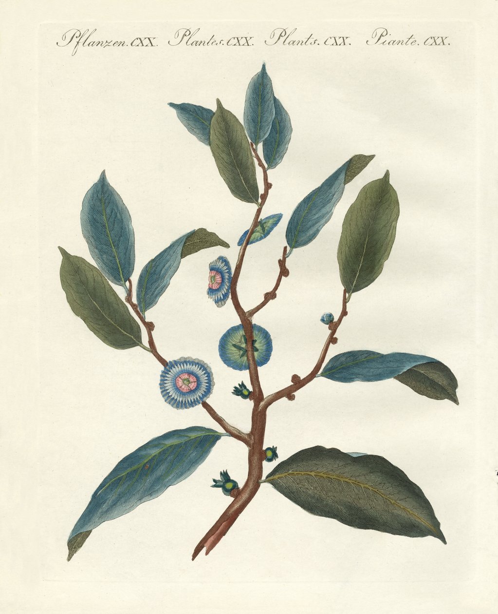 Plantas ornamentais raras de German School