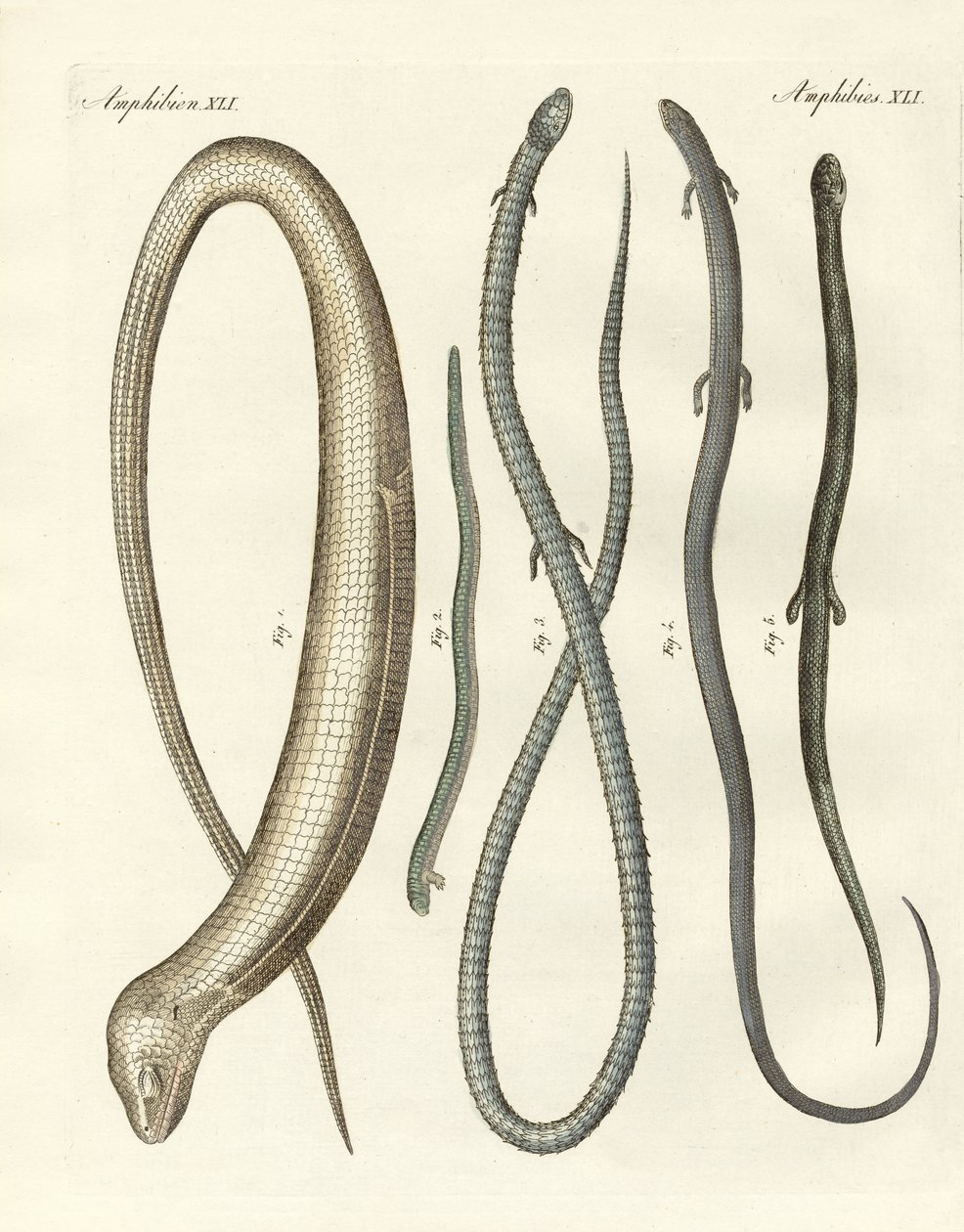 Répteis raros de German School