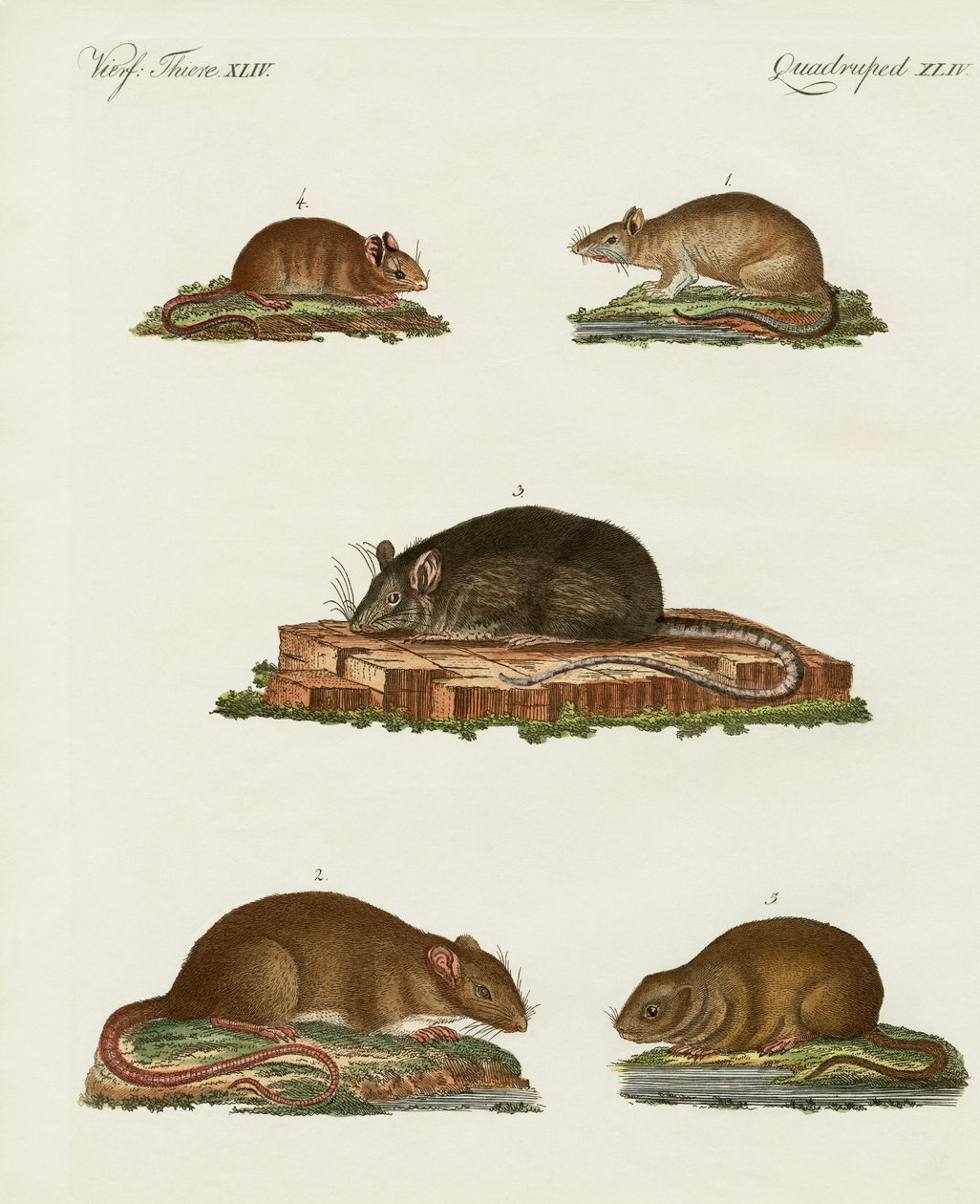Ratos e camundongos de German School
