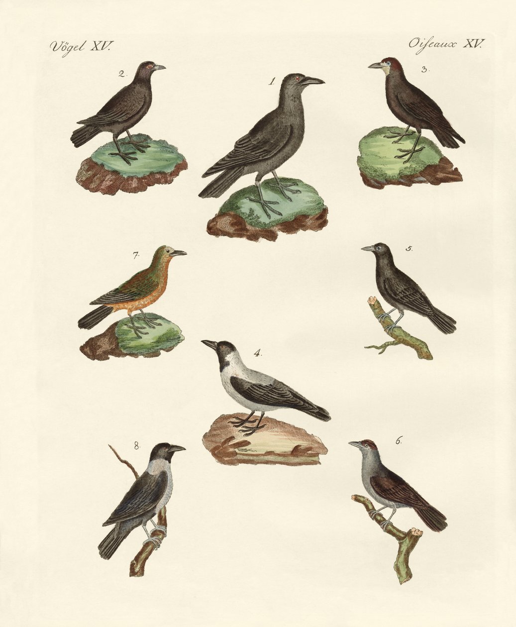 Corvos, corvos e daws de German School