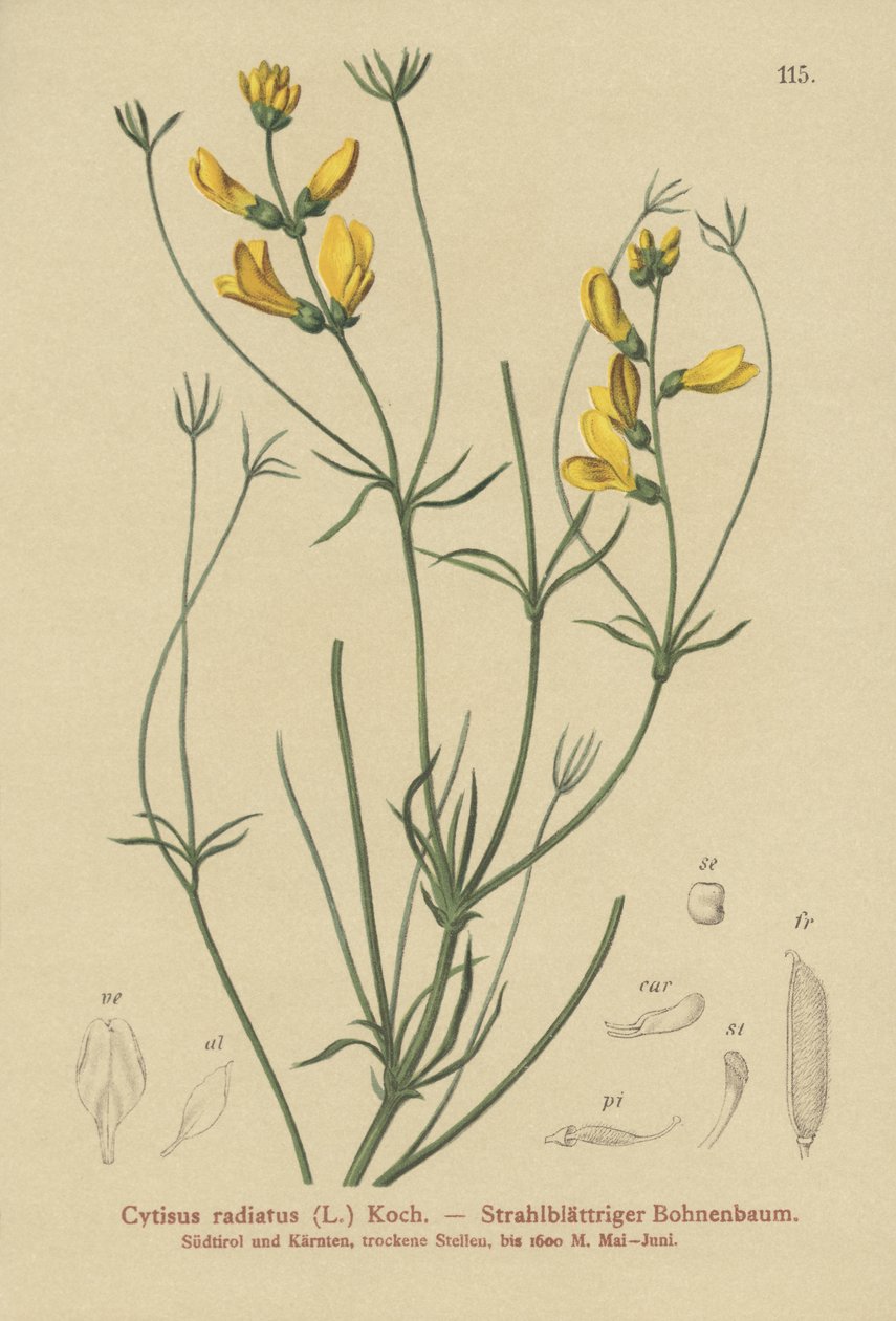 Vassoura Raiada (Cytisus radiatus, Cytisanthus radiatus, Genista radiata) de German School