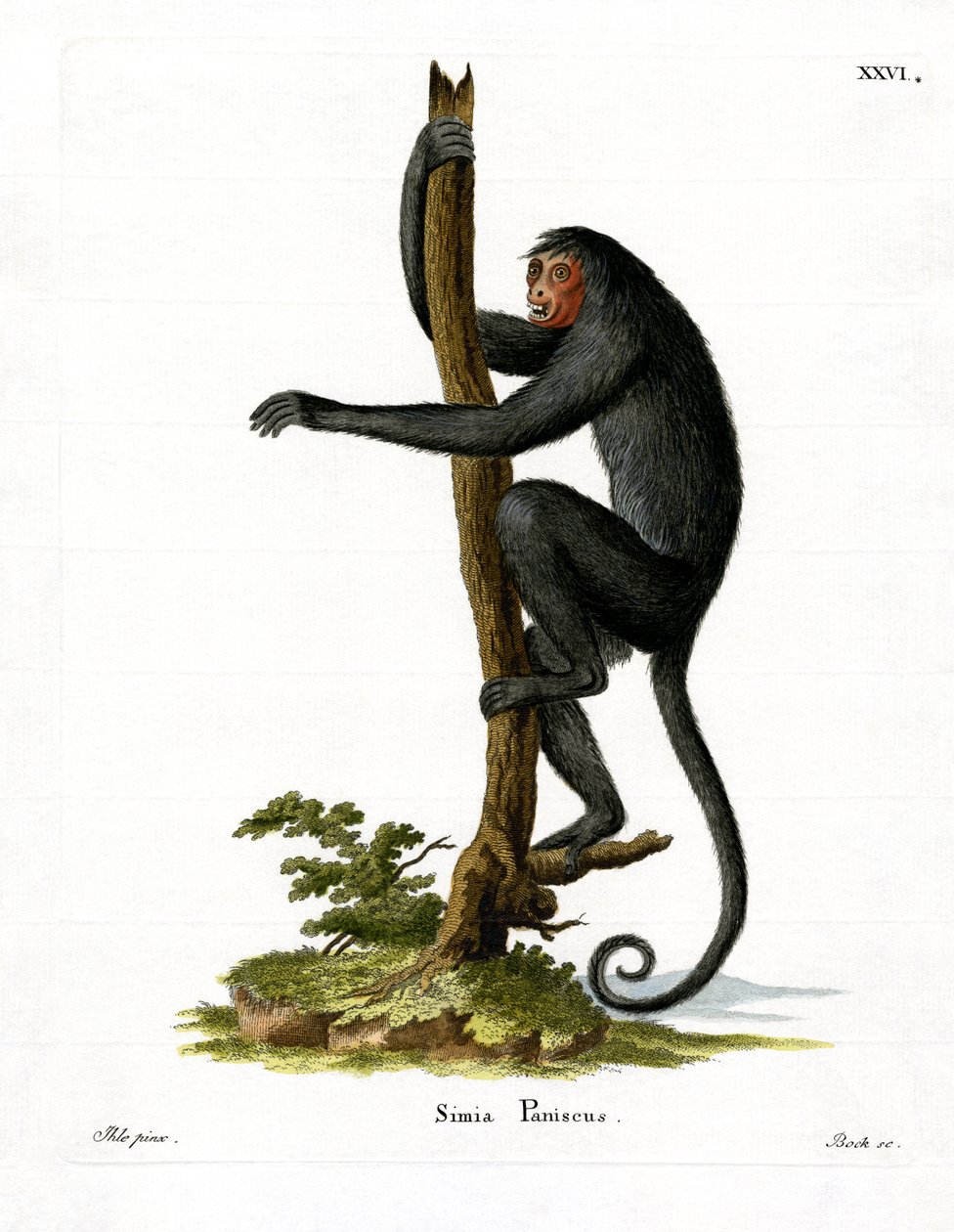 Macaco-aranha de face vermelha (gravura colorida) de German School