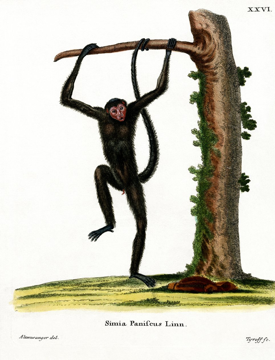 Macaco-aranha de face vermelha (gravura colorida) de German School