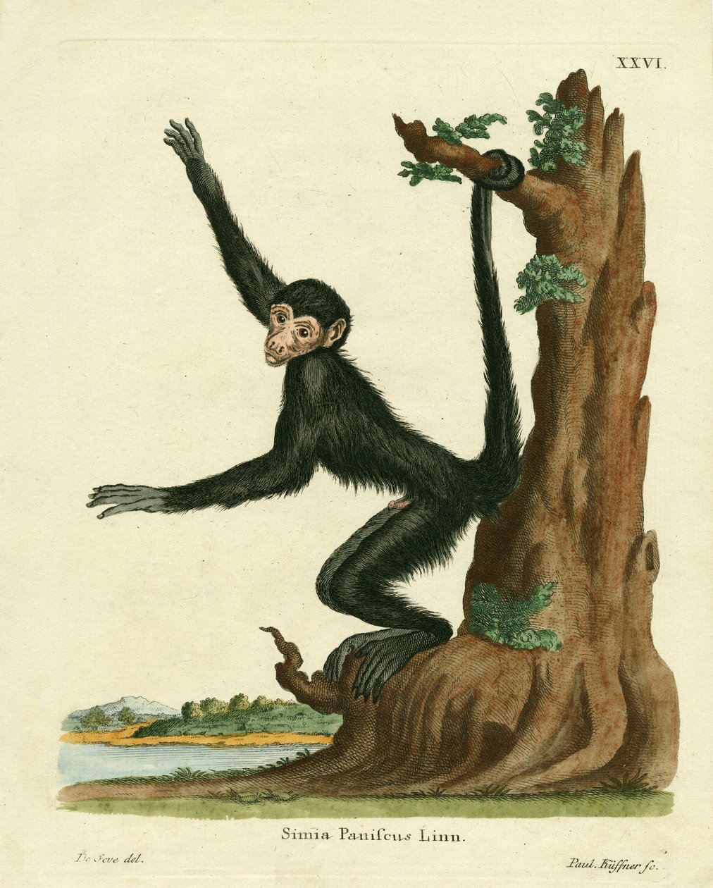 Macaco-aranha de face vermelha (gravura colorida) de German School