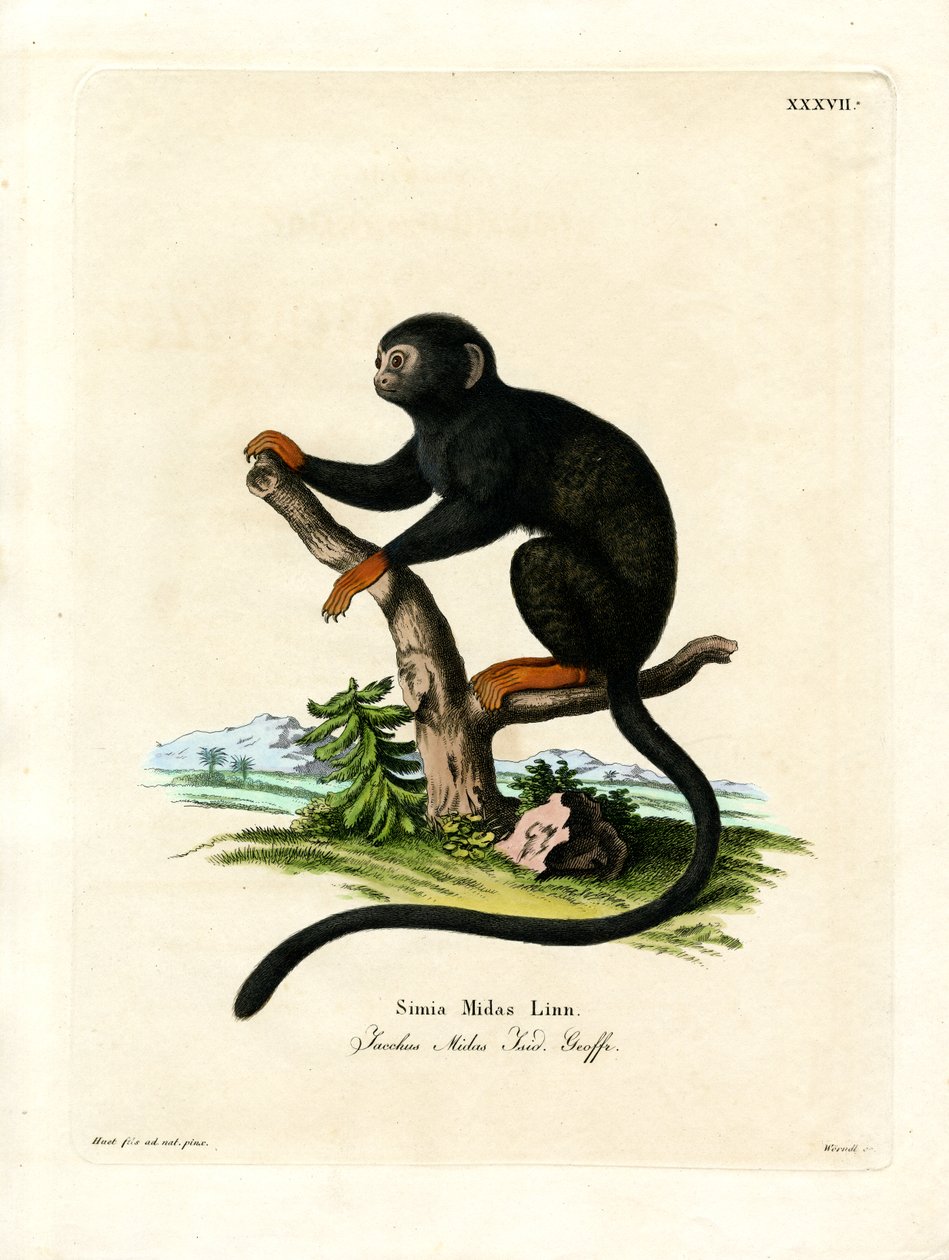Tamarin de mão vermelha (gravação a cores) de German School