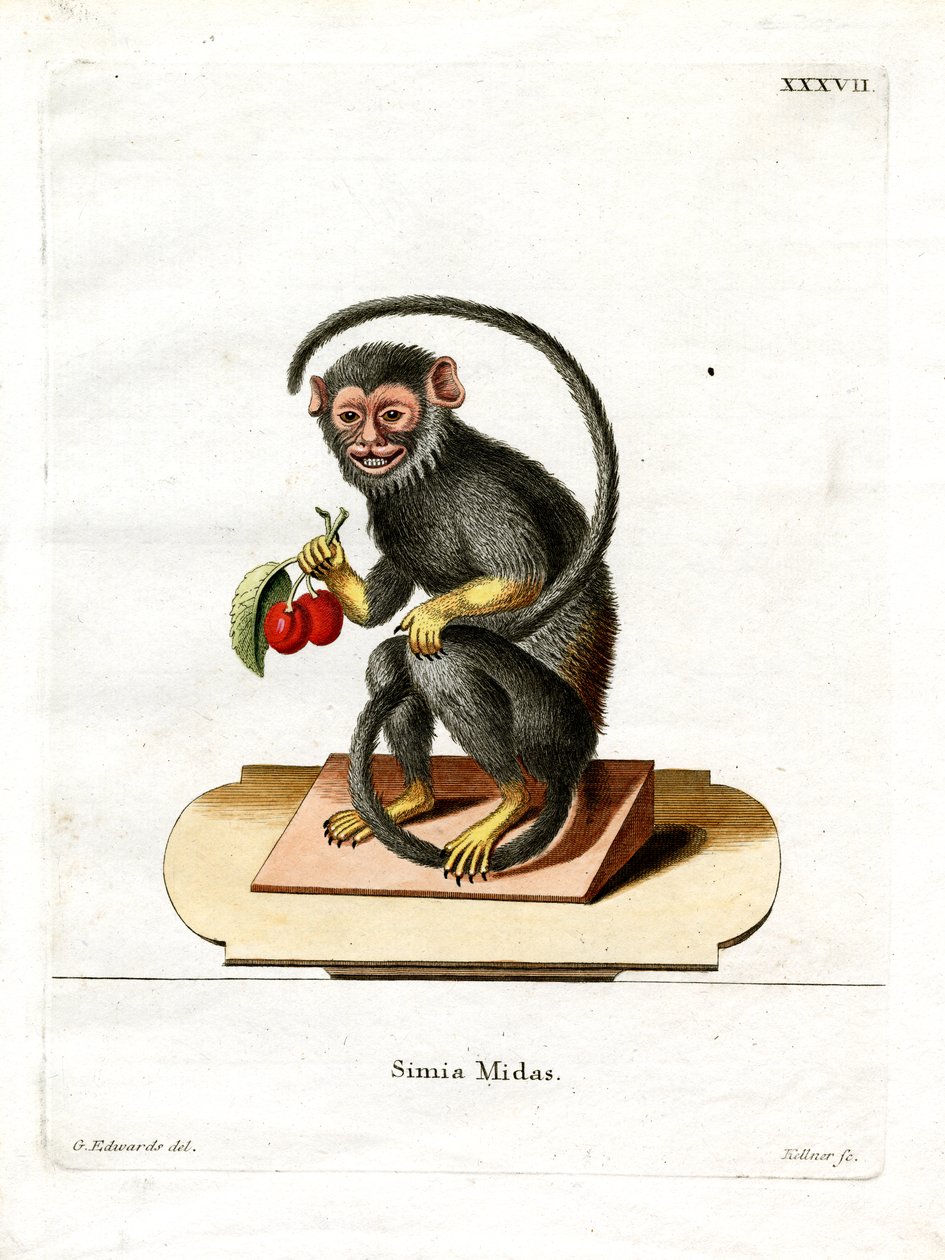 Tamarin de mão vermelha (gravação a cores) de German School