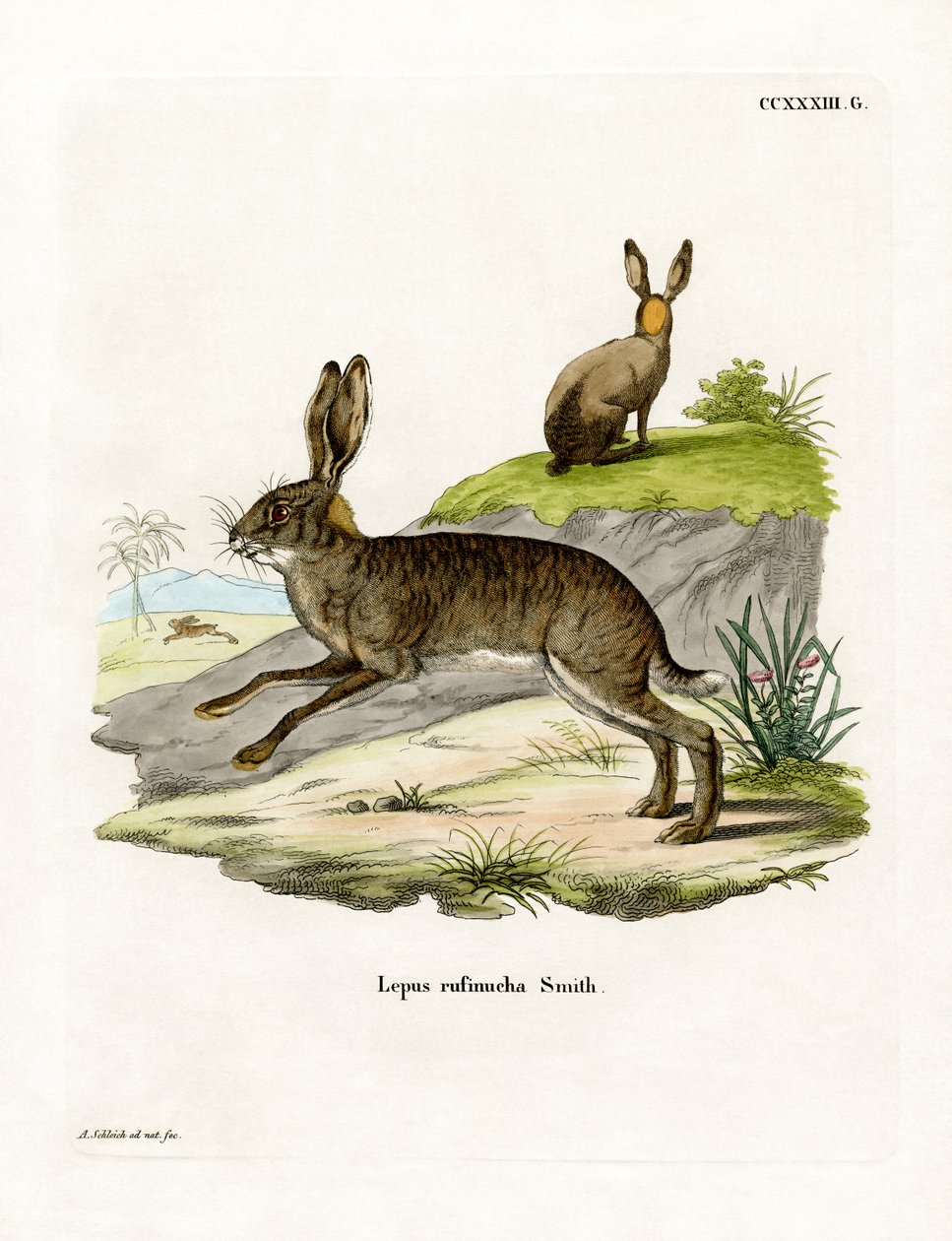 Lebre de pescoço vermelho Scrub Hare (gravura colorida) de German School