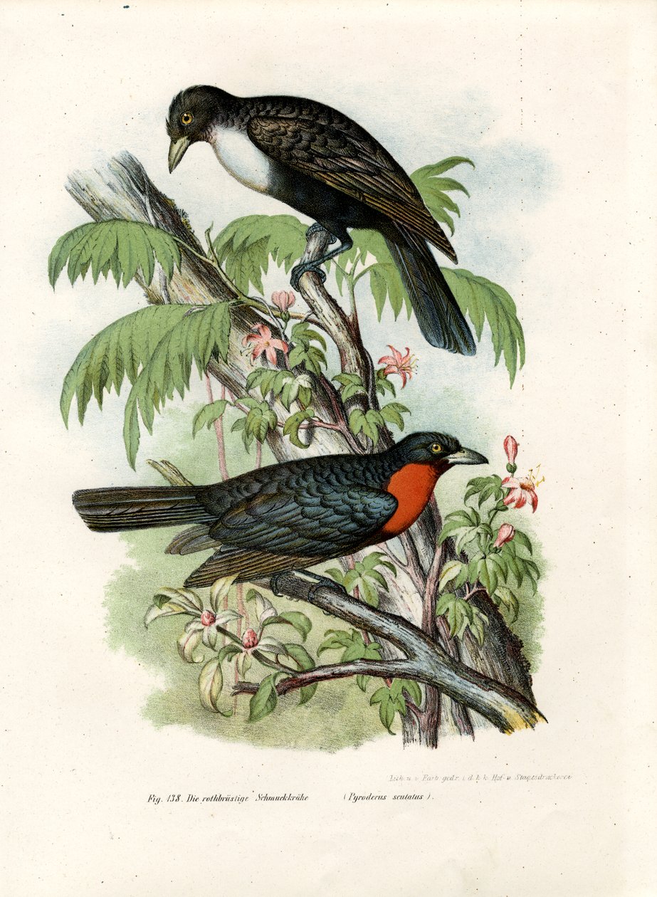 Fruitcrow Vermelho-ruffed, 1864 de German School
