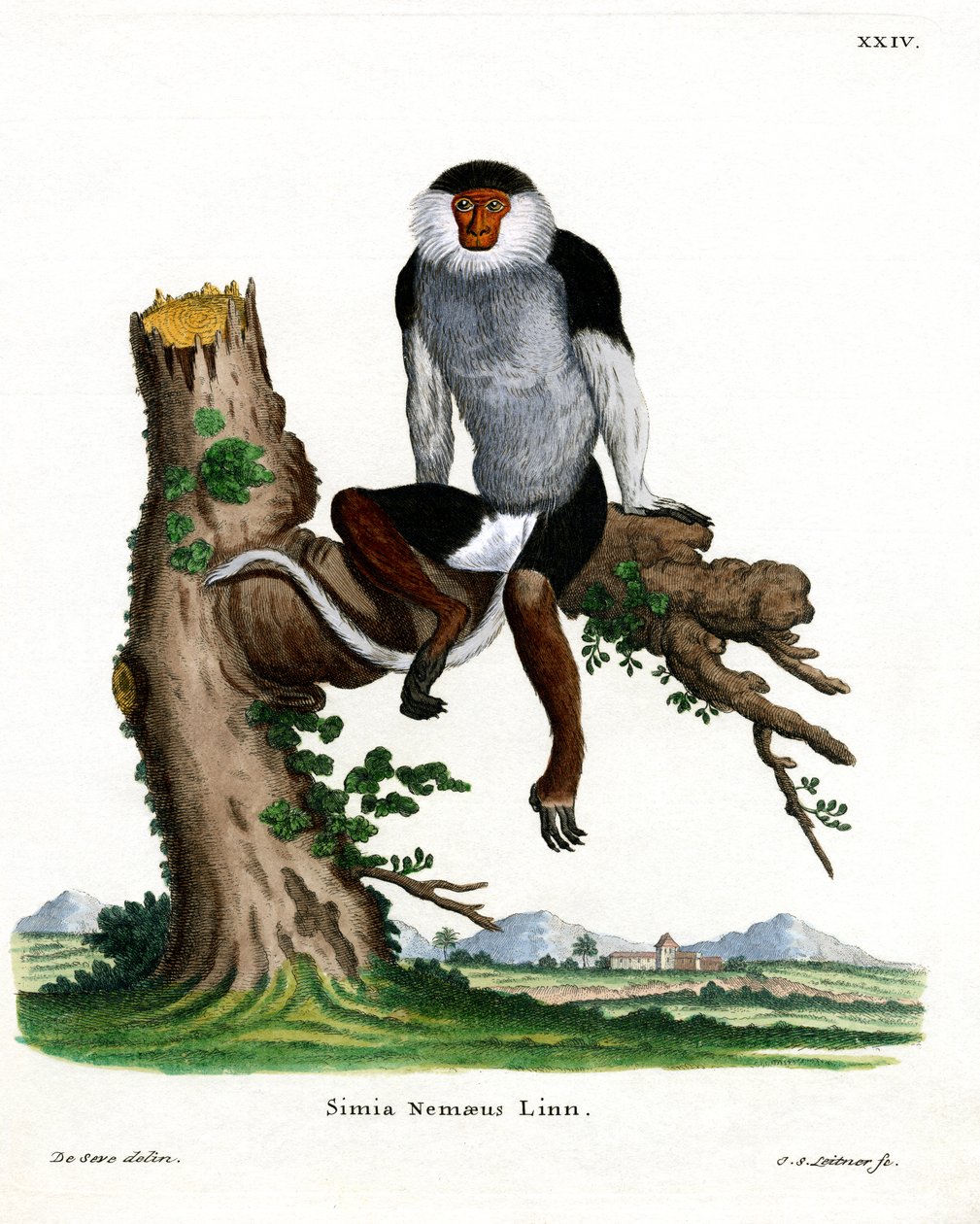 Douc Langur (gravura colorida) de German School