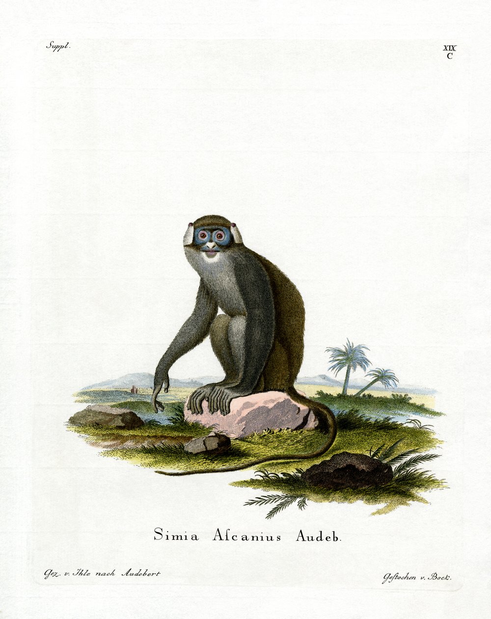 Macaco-de-cauda-vermelha (gravação colorida) de German School