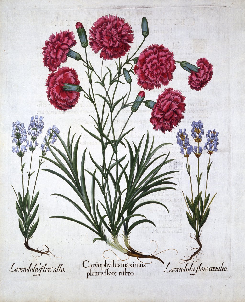 Cravo Vermelho e Lavanda, de Hortus Eystettensis, de Basil Besler (1561-1629), pub. 1613 (gravura colorida à mão) de German School