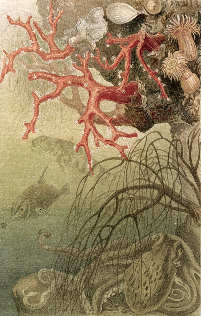 Coral Vermelho, registro de Brehms Tierleben: Allgemeine Kunde des Tierreichs, Vol. 10, pág. 608, publicado pelo Bibliographisches Institut, 1893 de German School