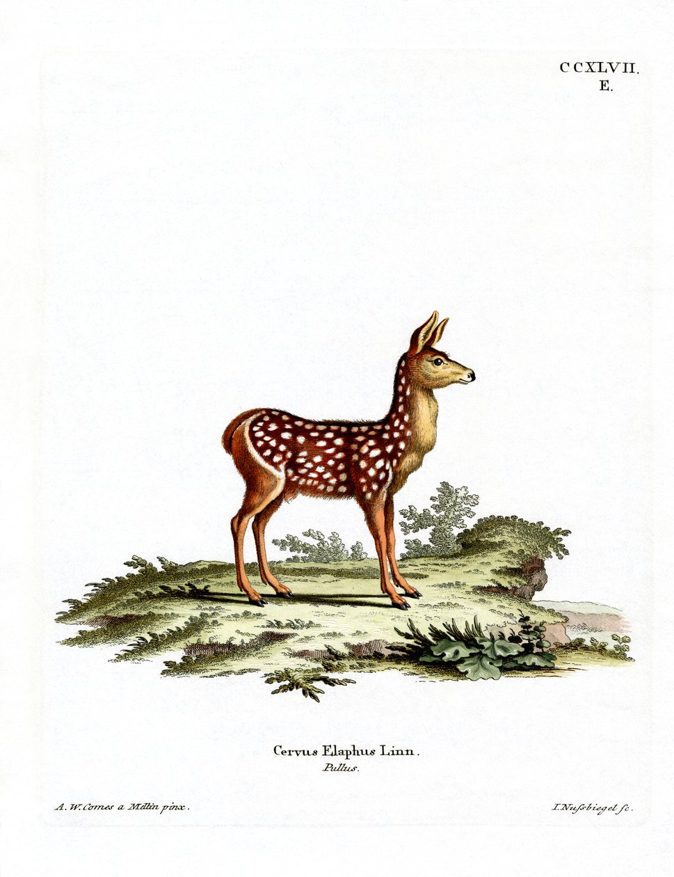 Red Deer Fawn (gravura colorida) de German School
