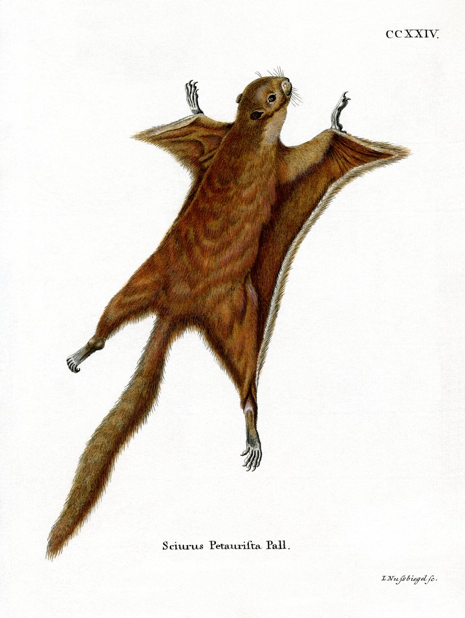 Esquilo Voador Gigante Vermelho (gravura colorida) de German School